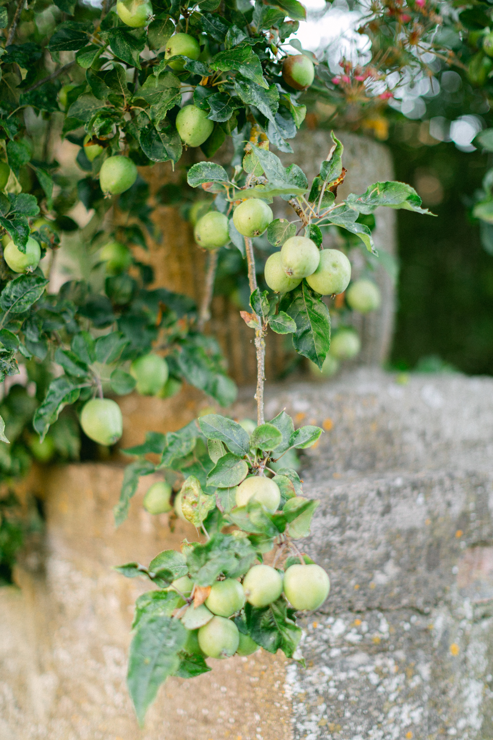 Green apples on a tree branch